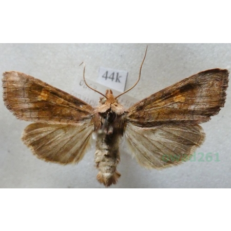 Amphipoea fucosa (Freyer, 1830) Paciepnica rdzawka Austria44k